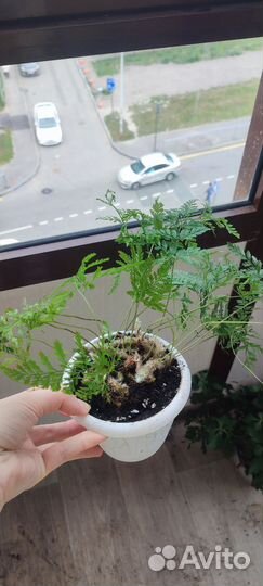 Папоротник даваллия