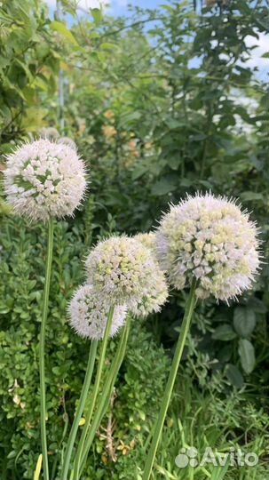 Лук декоративный двух видов