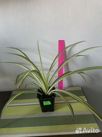 Хлорофитум