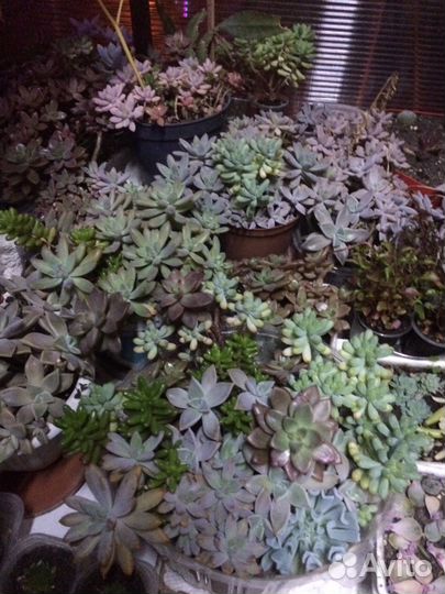 Каменные розы