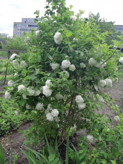 Дача 20 м² на участке 6 сот.