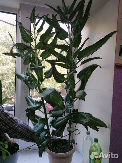 Каланхоэ лечебное 1м15см