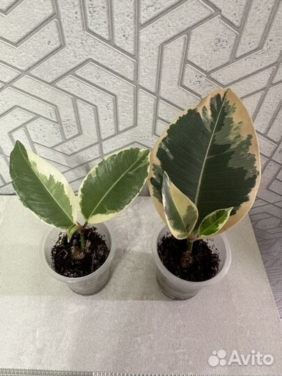 Фикус эластика тинеке