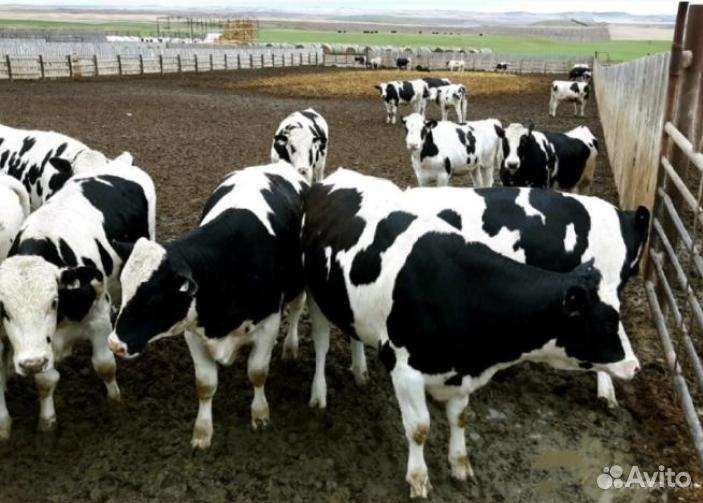 Телята бычки