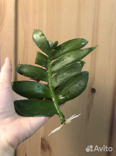 Комнатное растение Марниера