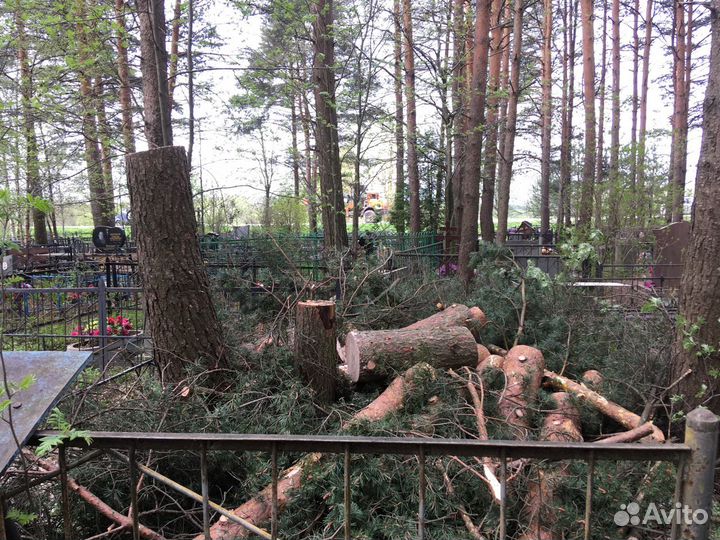 Спил деревьев