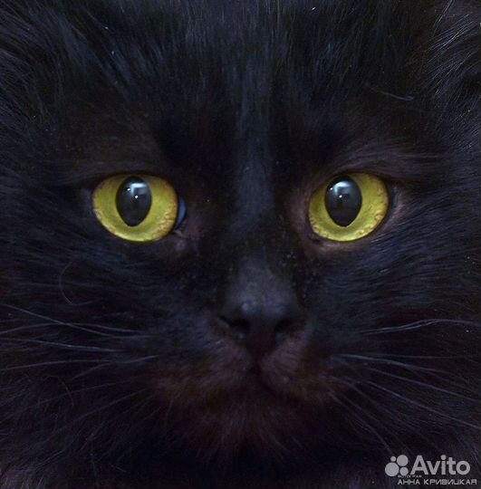 Меня предали