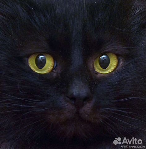 Меня предали