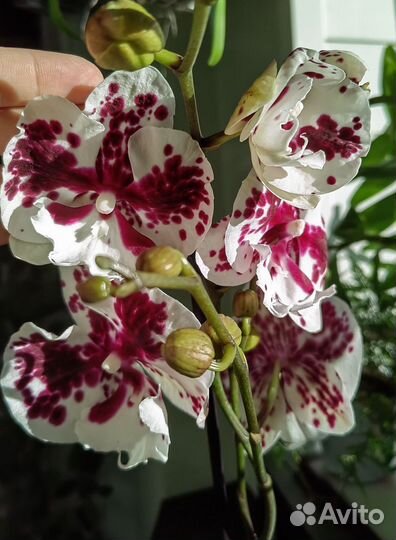 Орхидея фаленопсис биглип