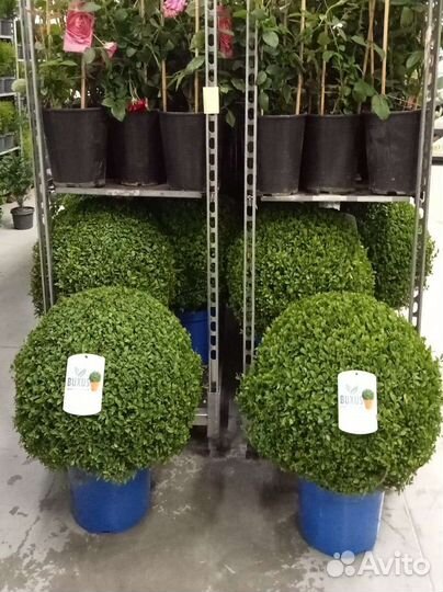 Комнатные растения