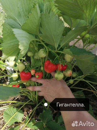 Рассада клубники