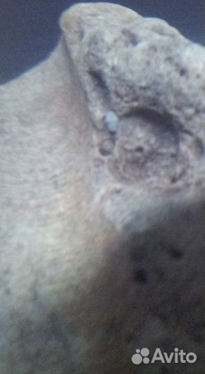 Окаменелость