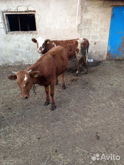 Продаются телки