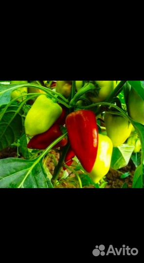 Перец болгарский оптом