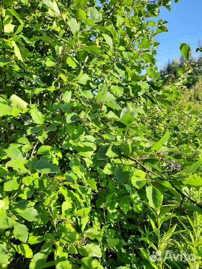 Саженцы боярышника