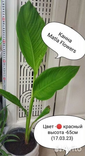 Канна Matla Flowers(красная)