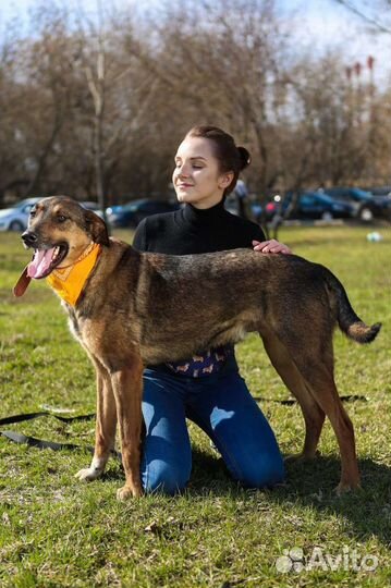 Волчок Август ищет маму