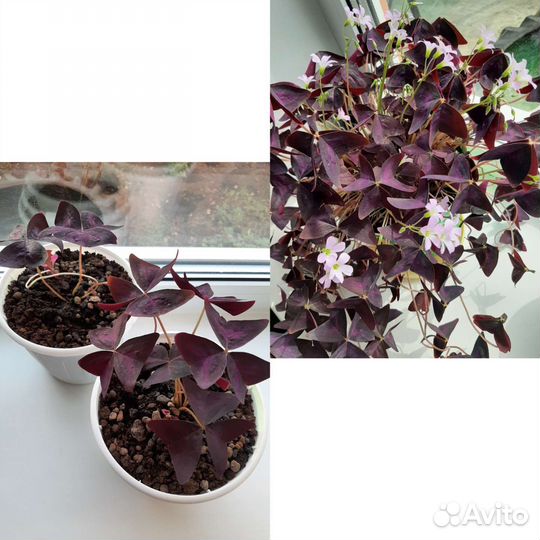 Кислица бабочка