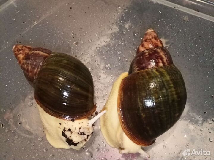 Улитки архахатины Бенин