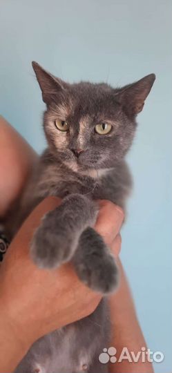 Кошечка ищет любящую семью