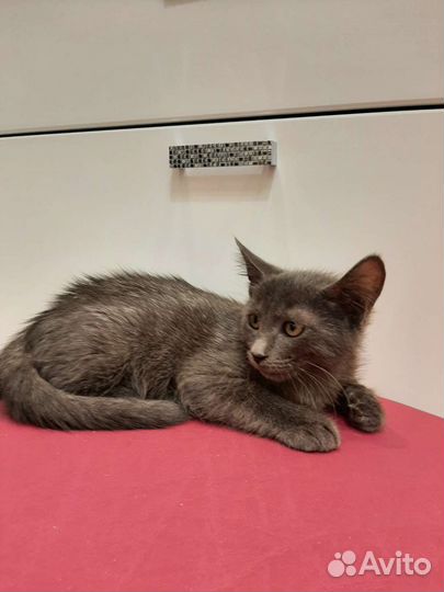 Рома в добрые руки