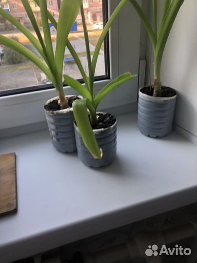 Последний Китайский лук