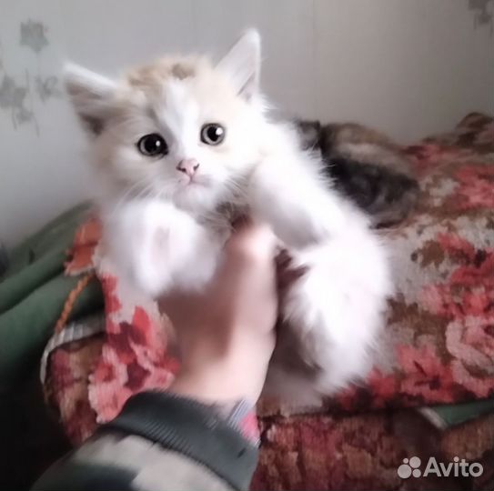 Кошки в добрые руки бесплатно