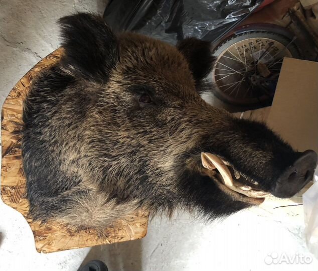 Чучело дикого кабана (с подсветкой)