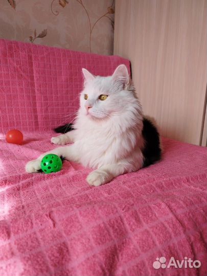 Котик молодой