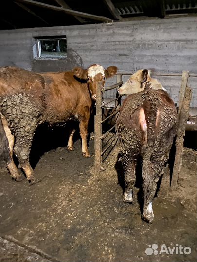 Режем телки на заказ