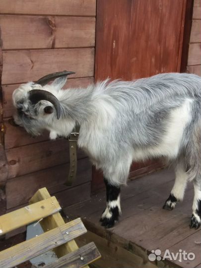 Козел для вязки