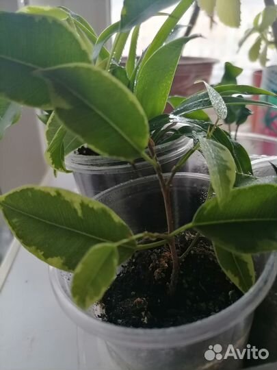 Комнатные растения