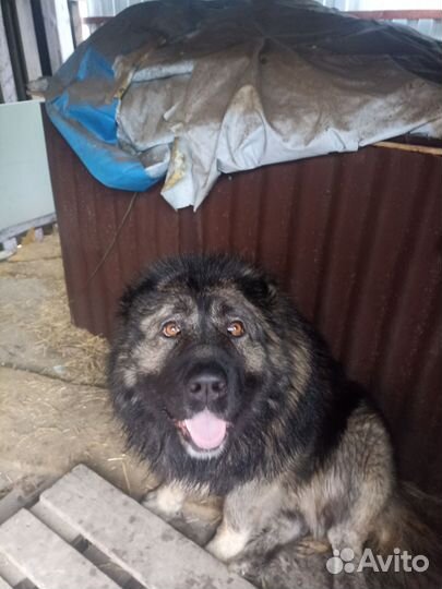 Вязка Кавказская овчарка кабель