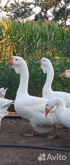 Холмогорские гуси