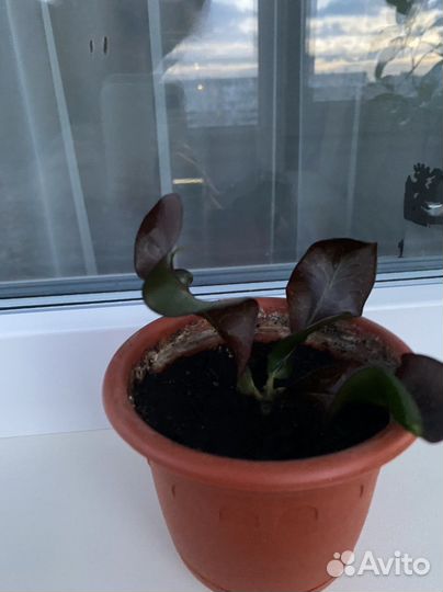 Комнатные цветы кротон