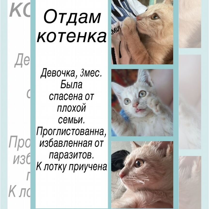 Отдам котенка