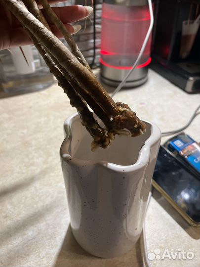 Пальма драцена