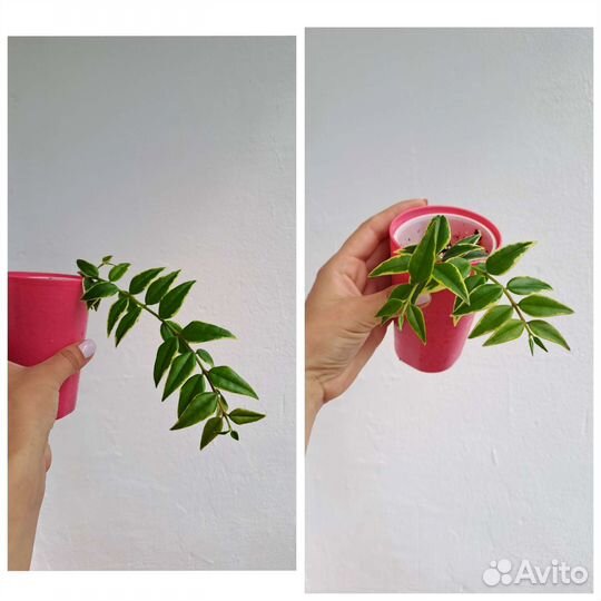 Хойи Louis Buis, белла вар, вибелла