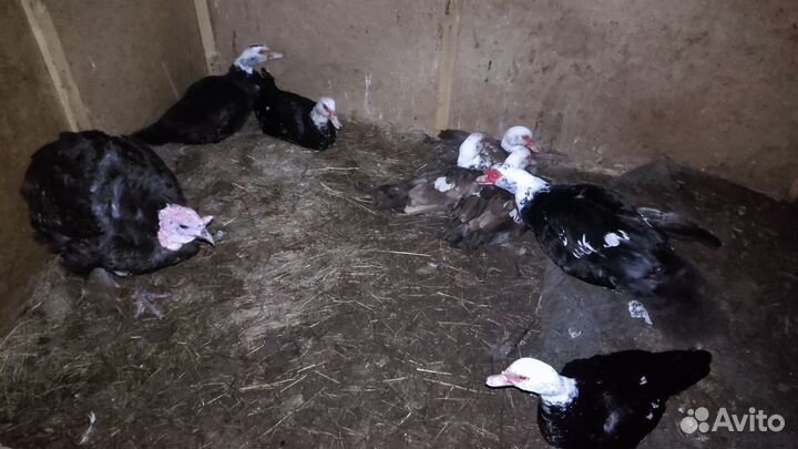 Яйцо индоутки инкубационное