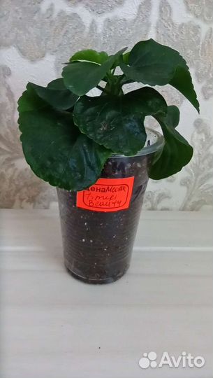 Сортовые гибискусы