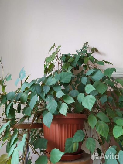 Драцена, роициссус, замиокулькас, фикус, кротон