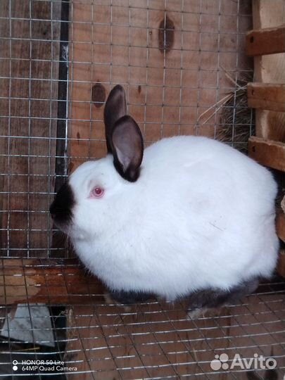 Калифорнийские кролики