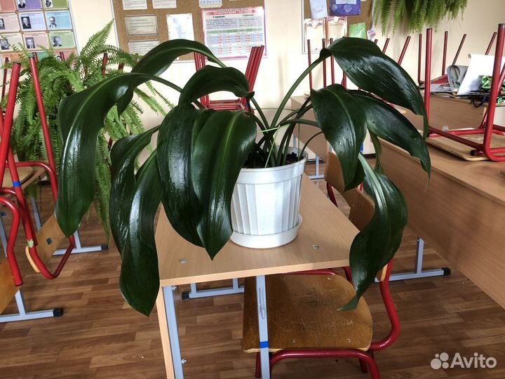 Эухарис амазонская лилия