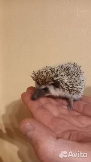 Африканский ежик