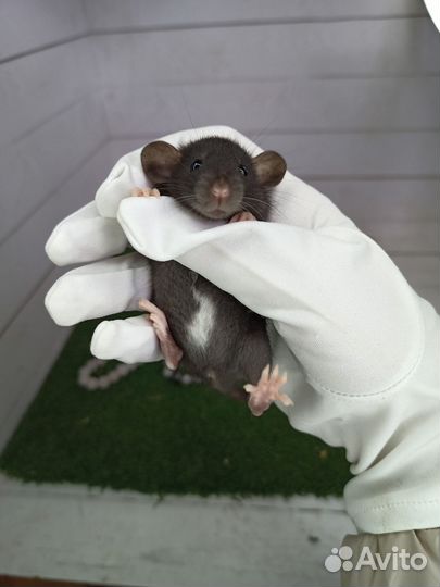 Крысята/декоративная крыса/дамбо