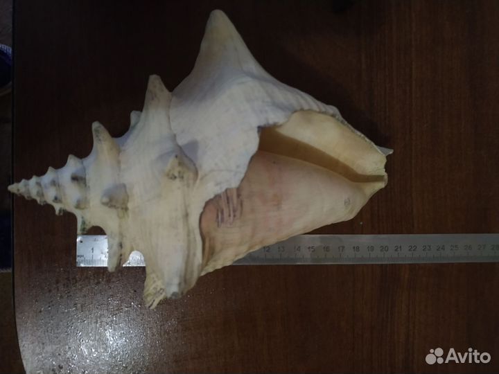 Ракушка+ коряги