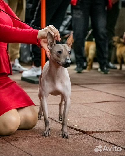 Вязка Краснодар (агт кобель)