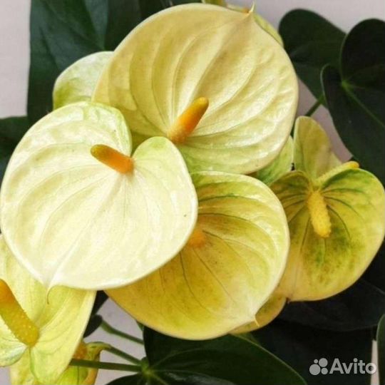 Антуриумы разных цветов