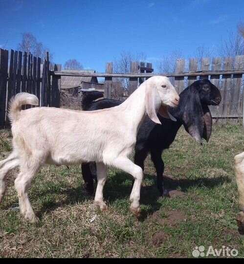 Козлята камори- нубийские