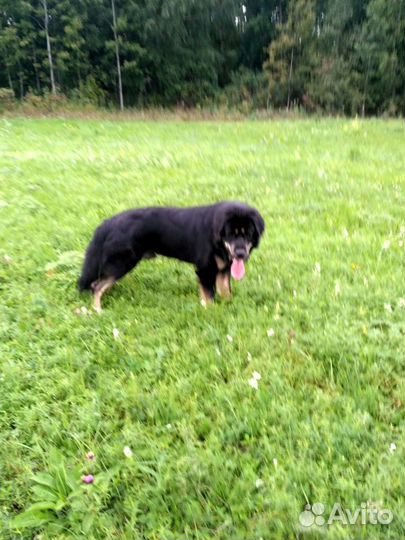 Собачья шерсть пух